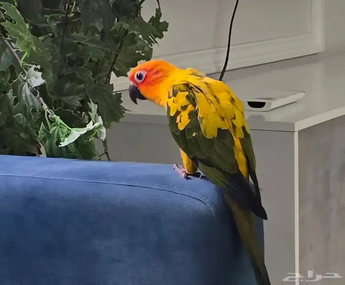 طير صن كانيور للبيع أليف جدا ب 1500 0