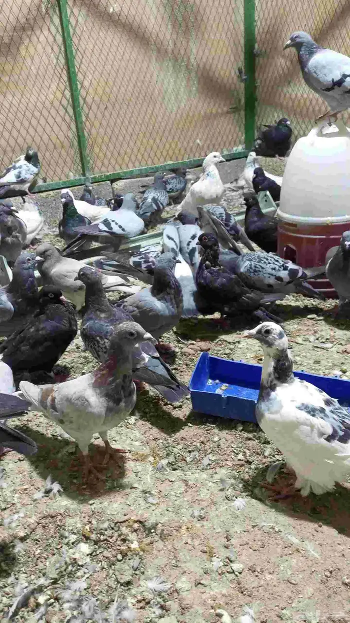 زاجل للبيع 1