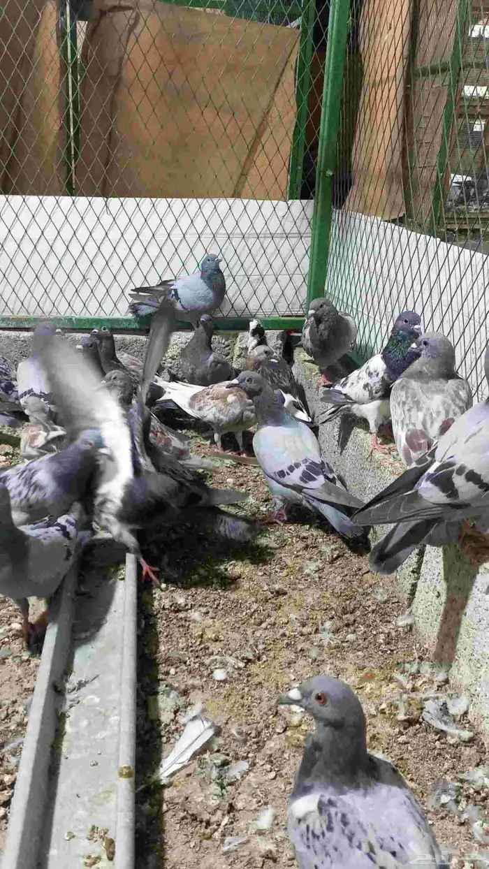 زاجل للبيع 0