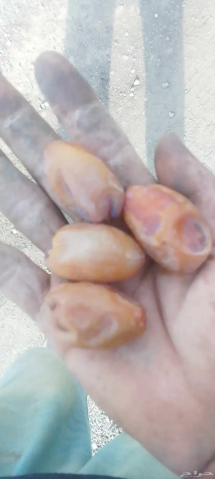 خلاص فاخر حبه كبير 0