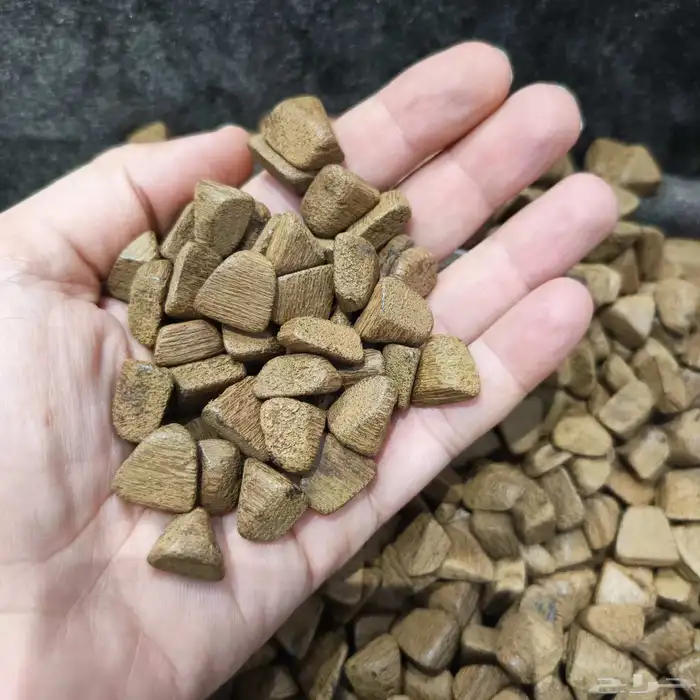 عود دقه كمبوددي 1