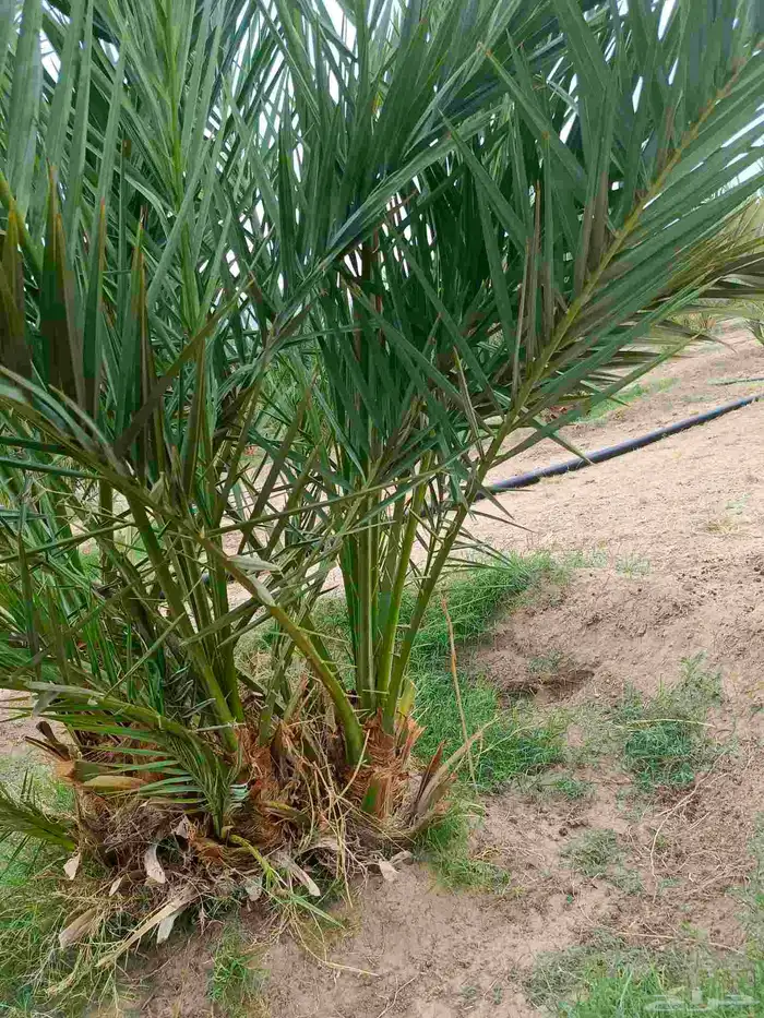 نخل عجوه للبيع 6
