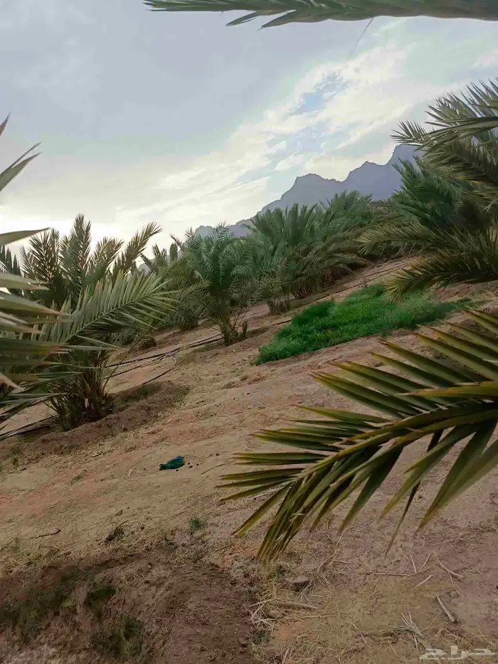 نخل عجوه للبيع 8