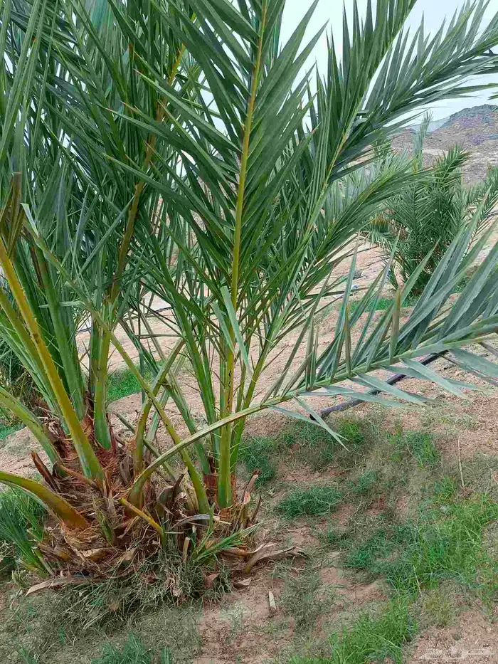 نخل عجوه للبيع 1