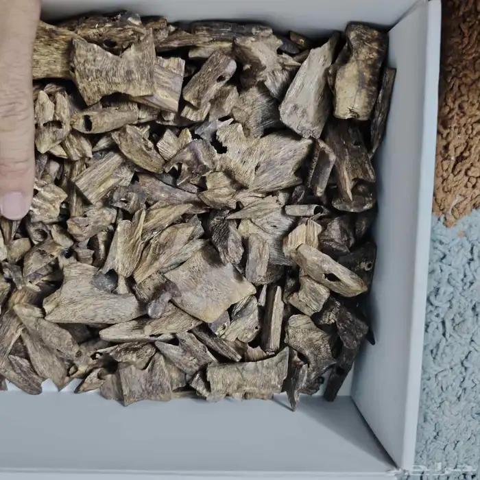 عرض خاص ولفتره محدوده ثمن من (العود الازرق - الكينام الصيني) 5