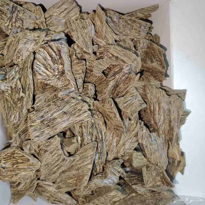 عرض خاص ولفتره محدوده ثمن من (العود الازرق - الكينام الصيني) 0