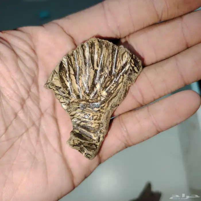 عرض خاص ولفتره محدوده ثمن من (العود الازرق - الكينام الصيني) 1