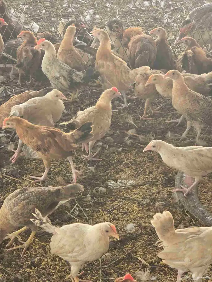 صوص بلدي عمر شهرين واسبوع 2