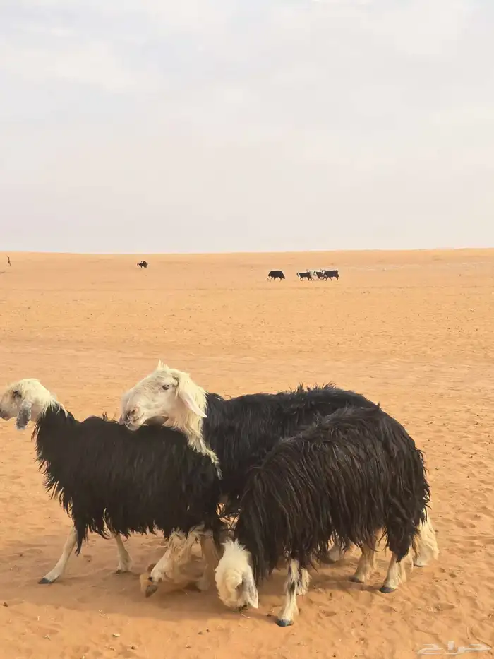 فحول نجد شرط قريع ونسف 3