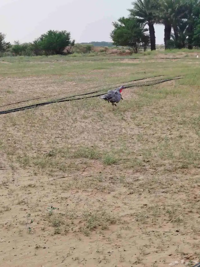 ديك رومي منتج 2