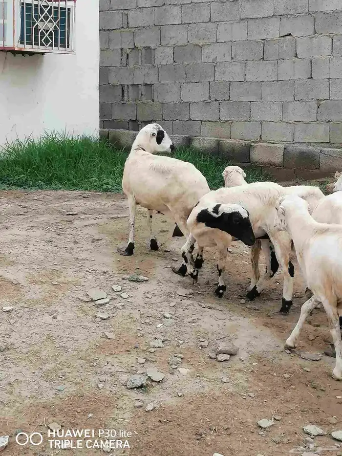 الضان للبيع منها 2 ملقوحه وبأذن لله قرايب 7