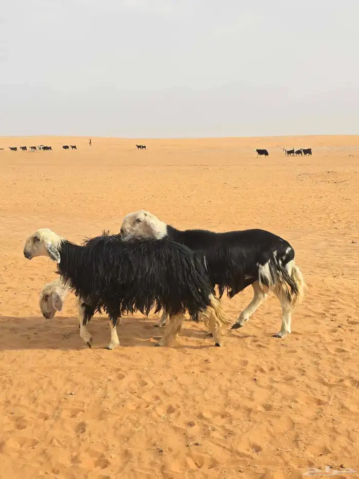 فحول نجد شرط قريع ونسف 2