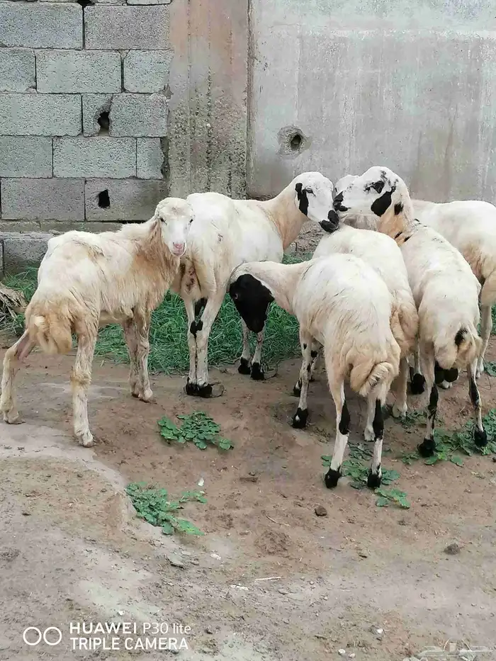 الضان للبيع منها 2 ملقوحه وبأذن لله قرايب 4