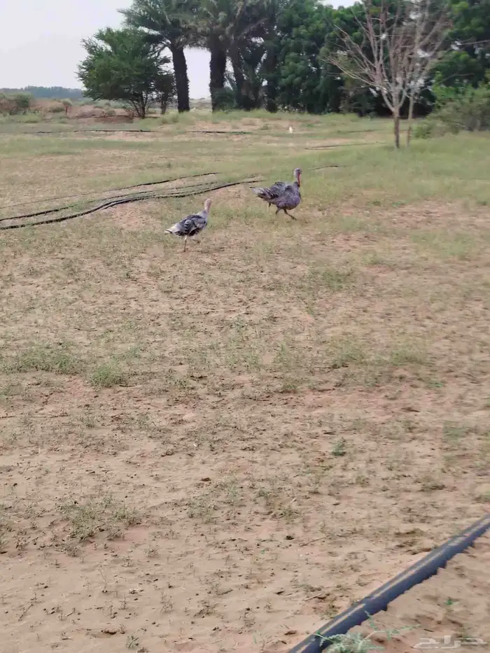 ديك رومي منتج 5