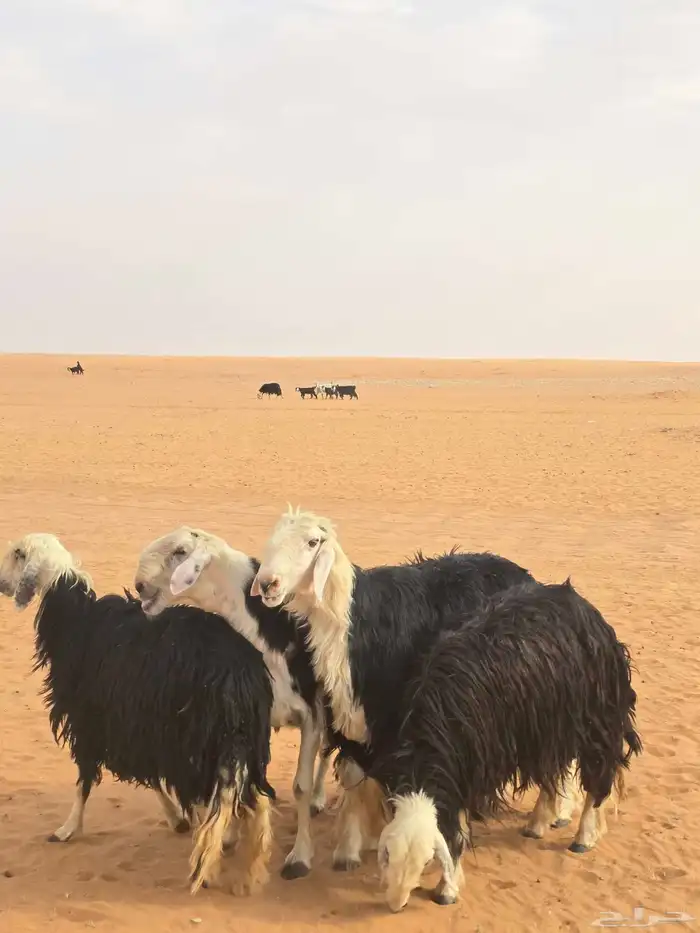 فحول نجد شرط قريع ونسف 1