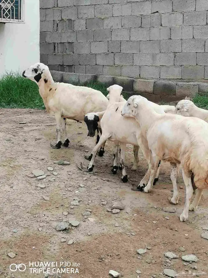 الضان للبيع منها 2 ملقوحه وبأذن لله قرايب 8