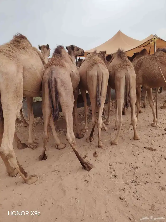 اللي عنده ملحمة او مناسبة ويحتاج شي يجمل متوفر قعدان طيبة 3