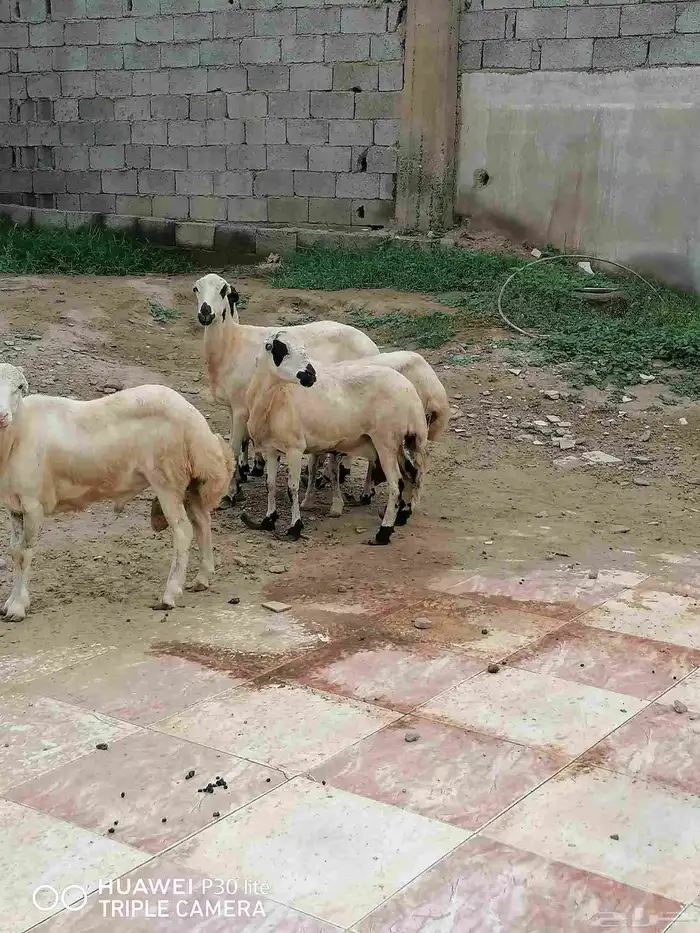 الضان للبيع منها 2 ملقوحه وبأذن لله قرايب 6