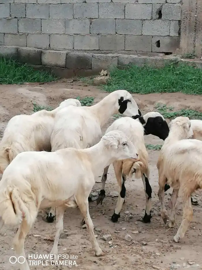 الضان للبيع منها 2 ملقوحه وبأذن لله قرايب 5