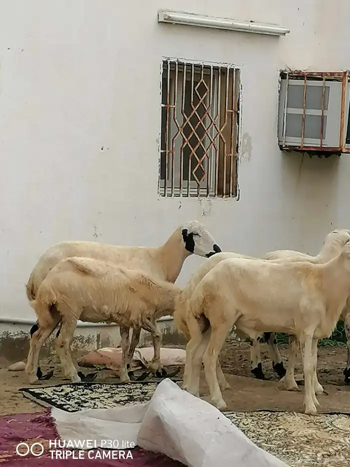الضان للبيع منها 2 ملقوحه وبأذن لله قرايب 0