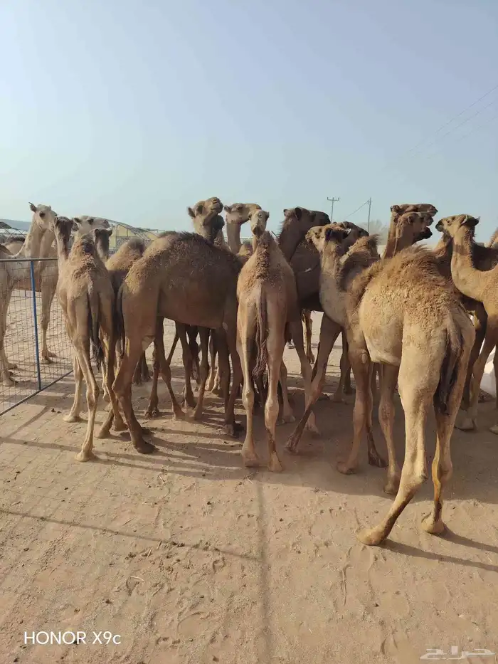 اللي عنده ملحمة او مناسبة ويحتاج شي يجمل متوفر قعدان طيبة 0