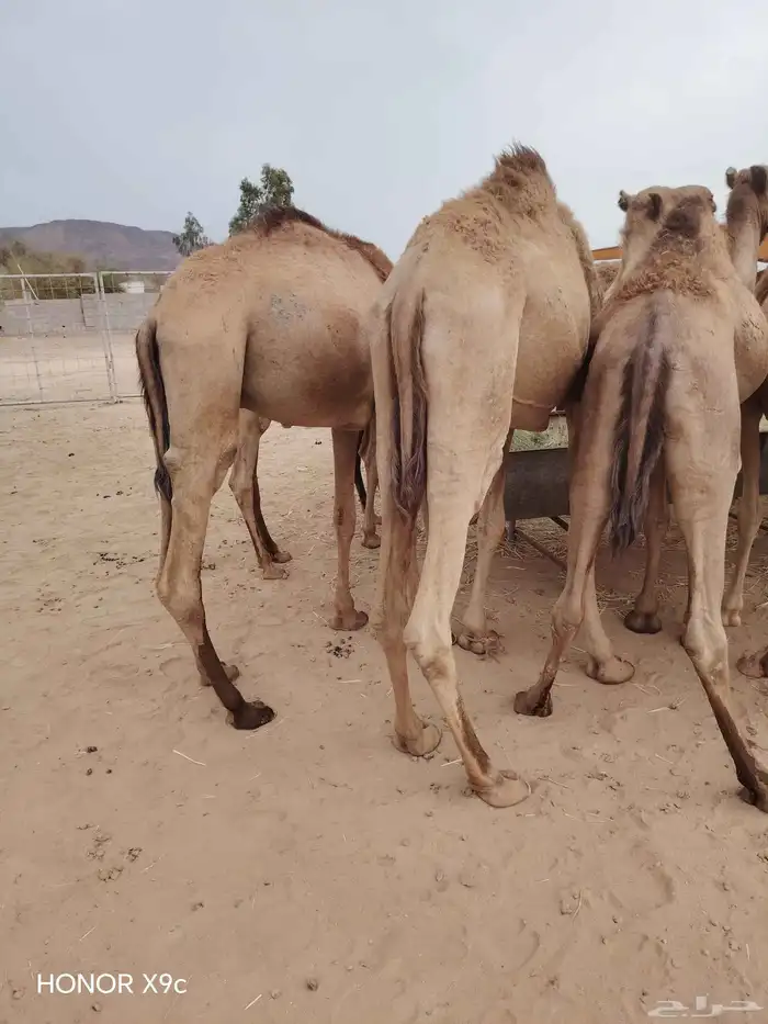 اللي عنده ملحمة او مناسبة ويحتاج شي يجمل متوفر قعدان طيبة 2