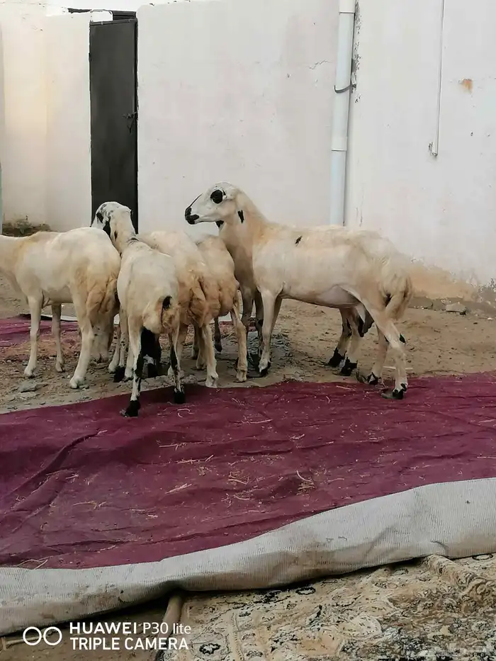 الضان للبيع منها 2 ملقوحه وبأذن لله قرايب 3