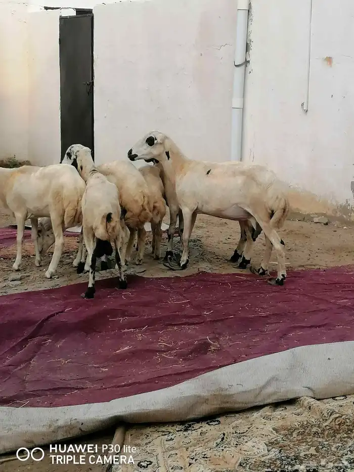 الضان للبيع منها 2 ملقوحه وبأذن لله قرايب 2