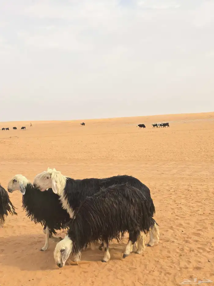 فحول نجد شرط قريع ونسف 4