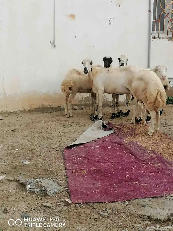 الضان للبيع منها 2 ملقوحه وبأذن لله قرايب 1
