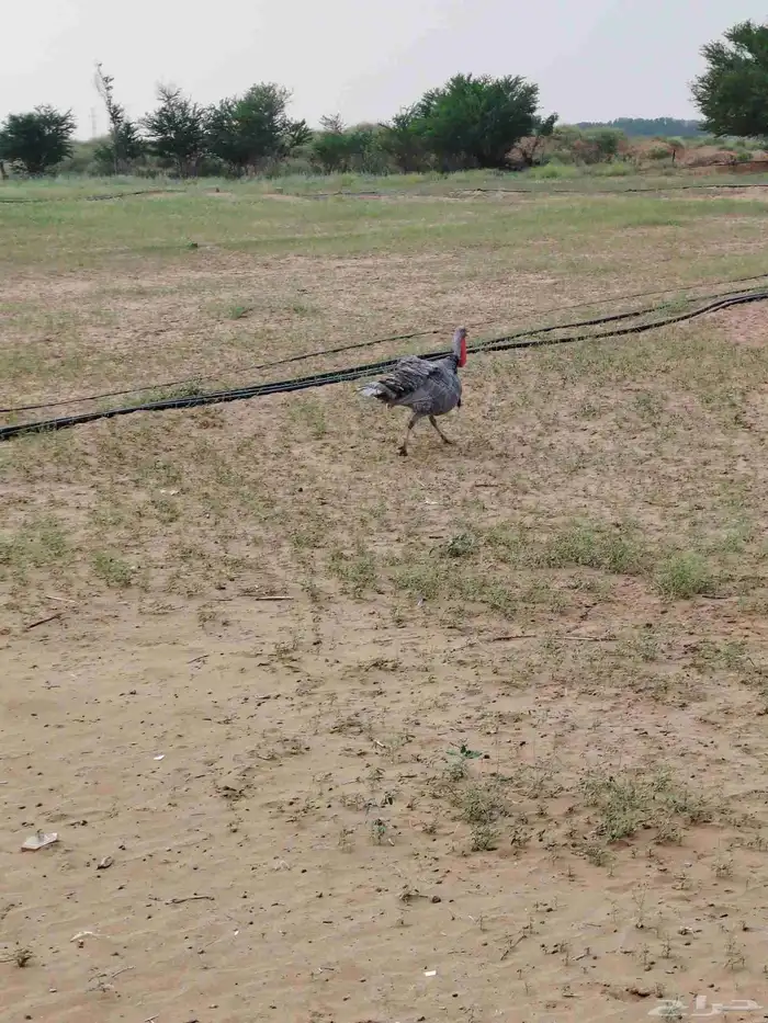 ديك رومي منتج 3