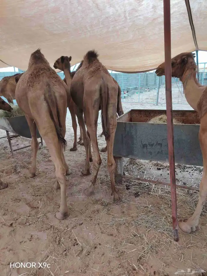 قعدان حاشي صومالي بمزرعه جده 2800 3