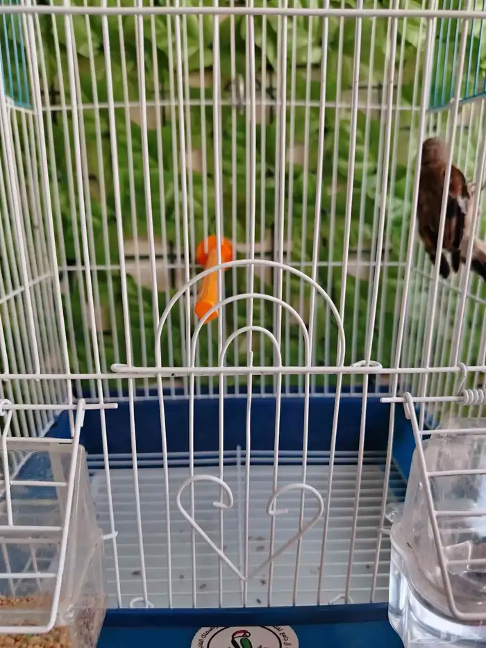 ذكر حسون يماني 2