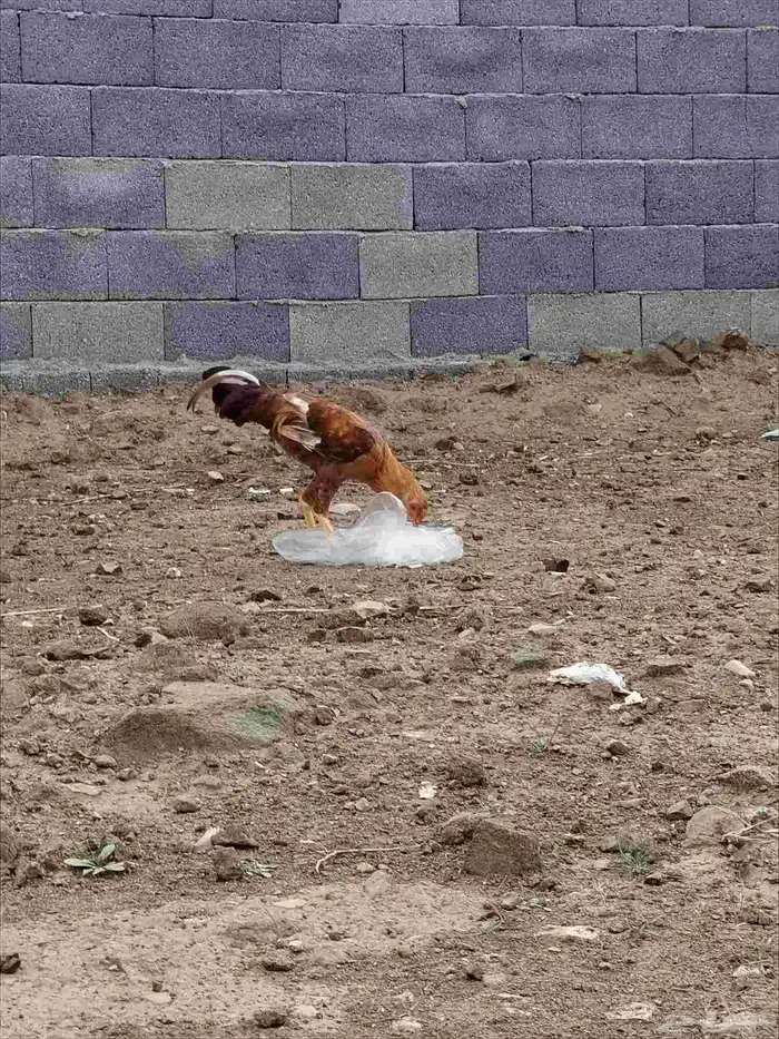 ديك باكستاني 12