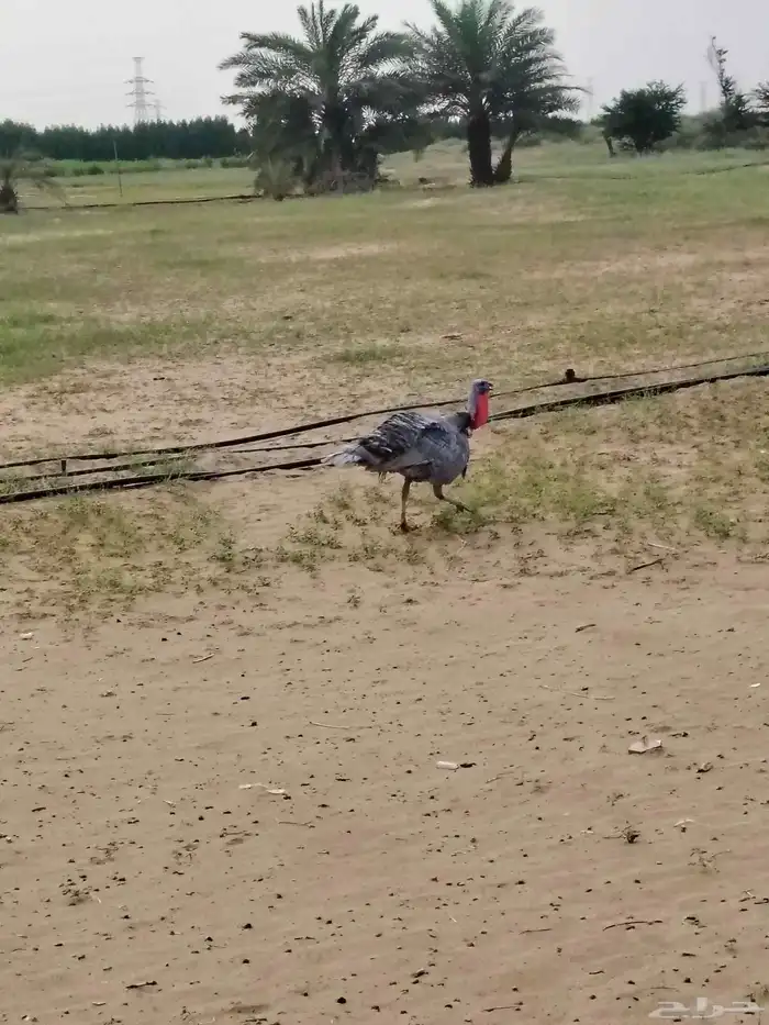 ديك رومي منتج 4