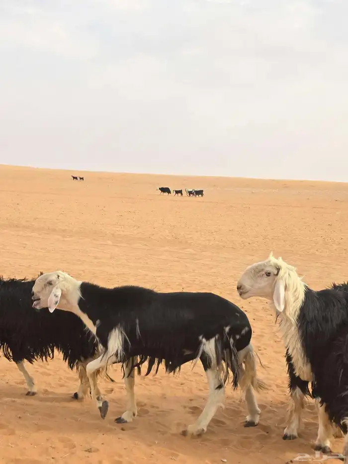 فحول نجد شرط قريع ونسف 0