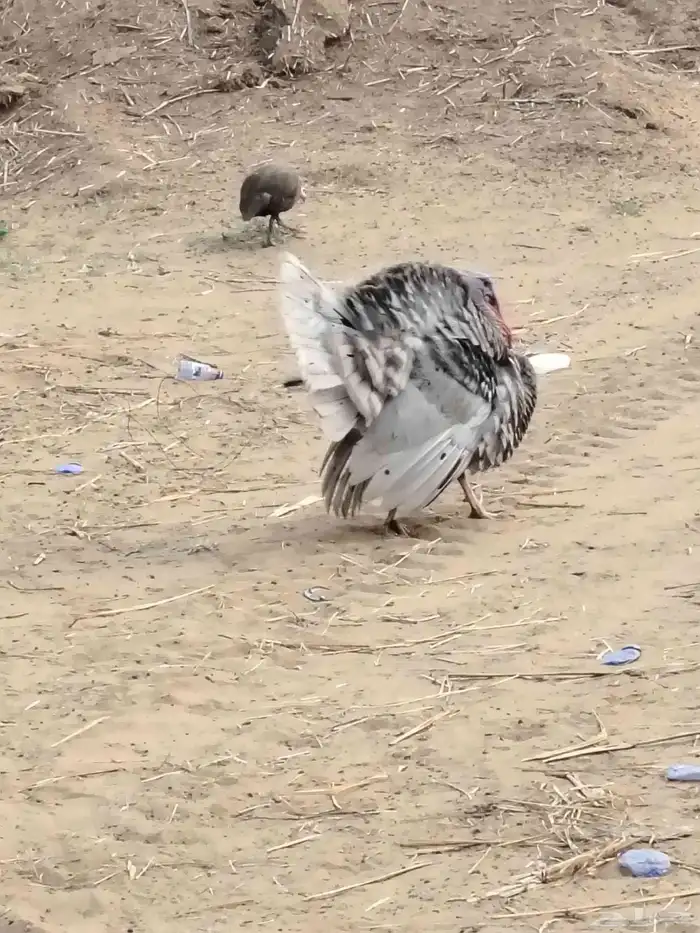 ديك رومي منتج 0