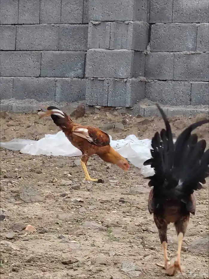 ديك باكستاني 6