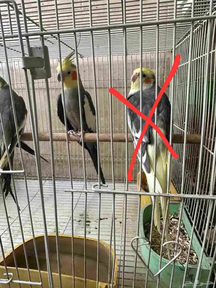 كروان 0