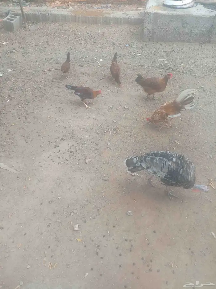 دجاج بلدي للبيع 4دجاج واثنين ادياك واثنين زقله ذكر وأنثى 1