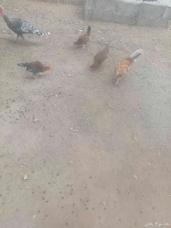 دجاج بلدي للبيع 4دجاج واثنين ادياك واثنين زقله ذكر وأنثى 0