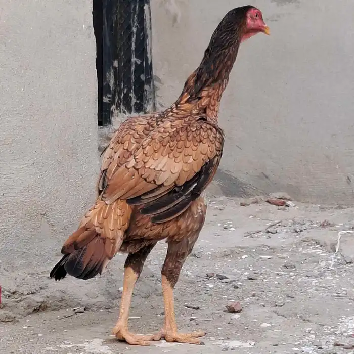دجاج سندي بيور 0