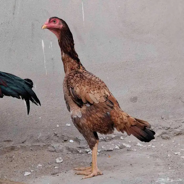 دجاج سندي بيور 3