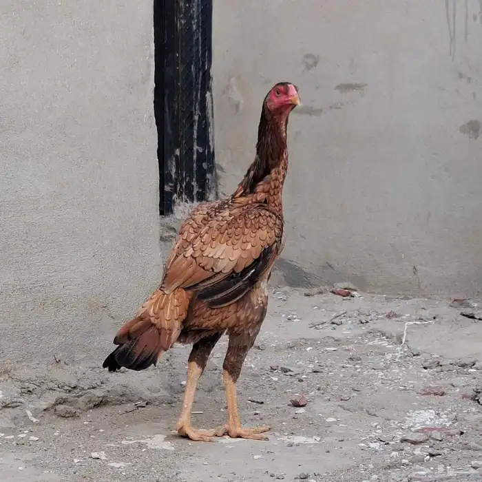 دجاج سندي بيور 1