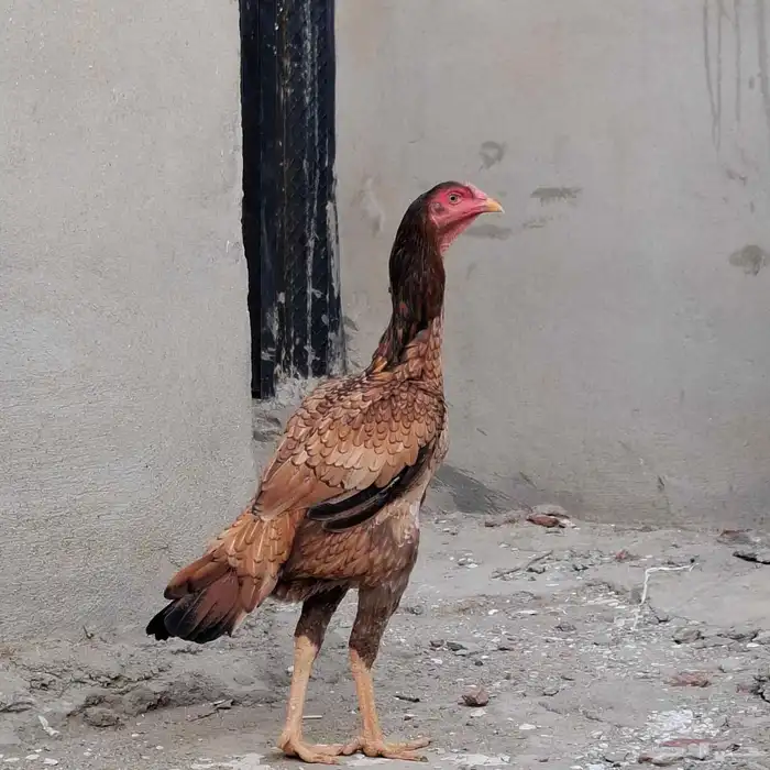 دجاج سندي بيور 2