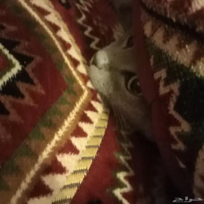 قطه مدري شوضعه ولا شنوعه تبني 0