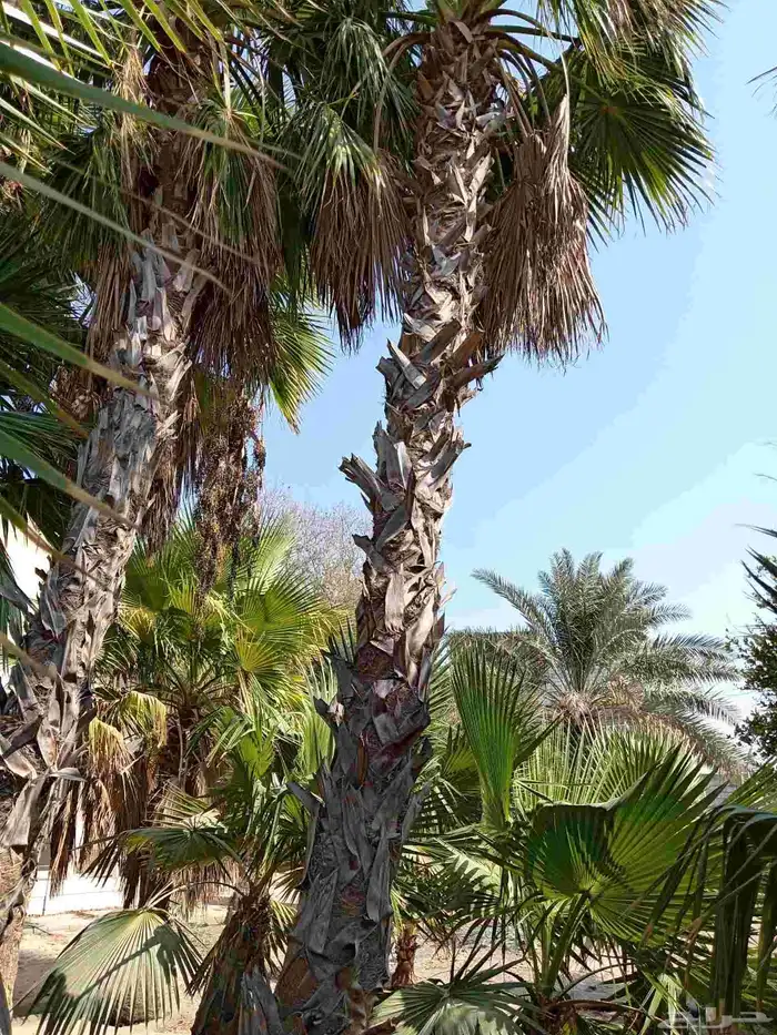 ابوياسين لبيع جميع انواع النخيل البلدي والواشنطن 4