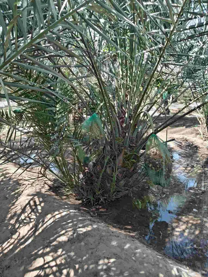 ابوياسين لبيع جميع انواع النخيل البلدي والواشنطن 6