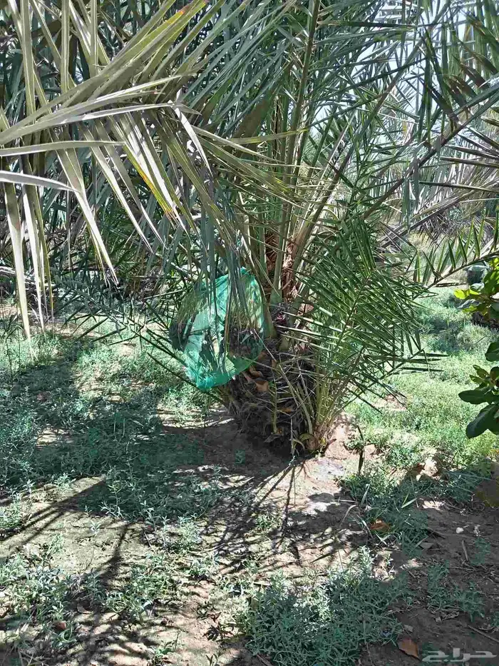 ابوياسين لبيع جميع انواع النخيل البلدي والواشنطن 7