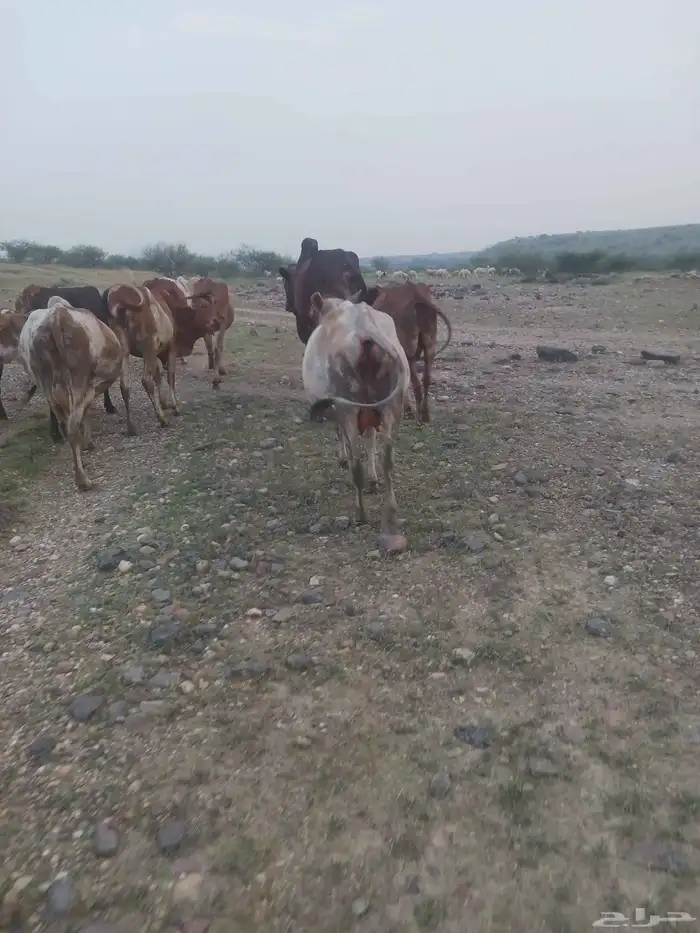 بقر مقاني للبيع 6